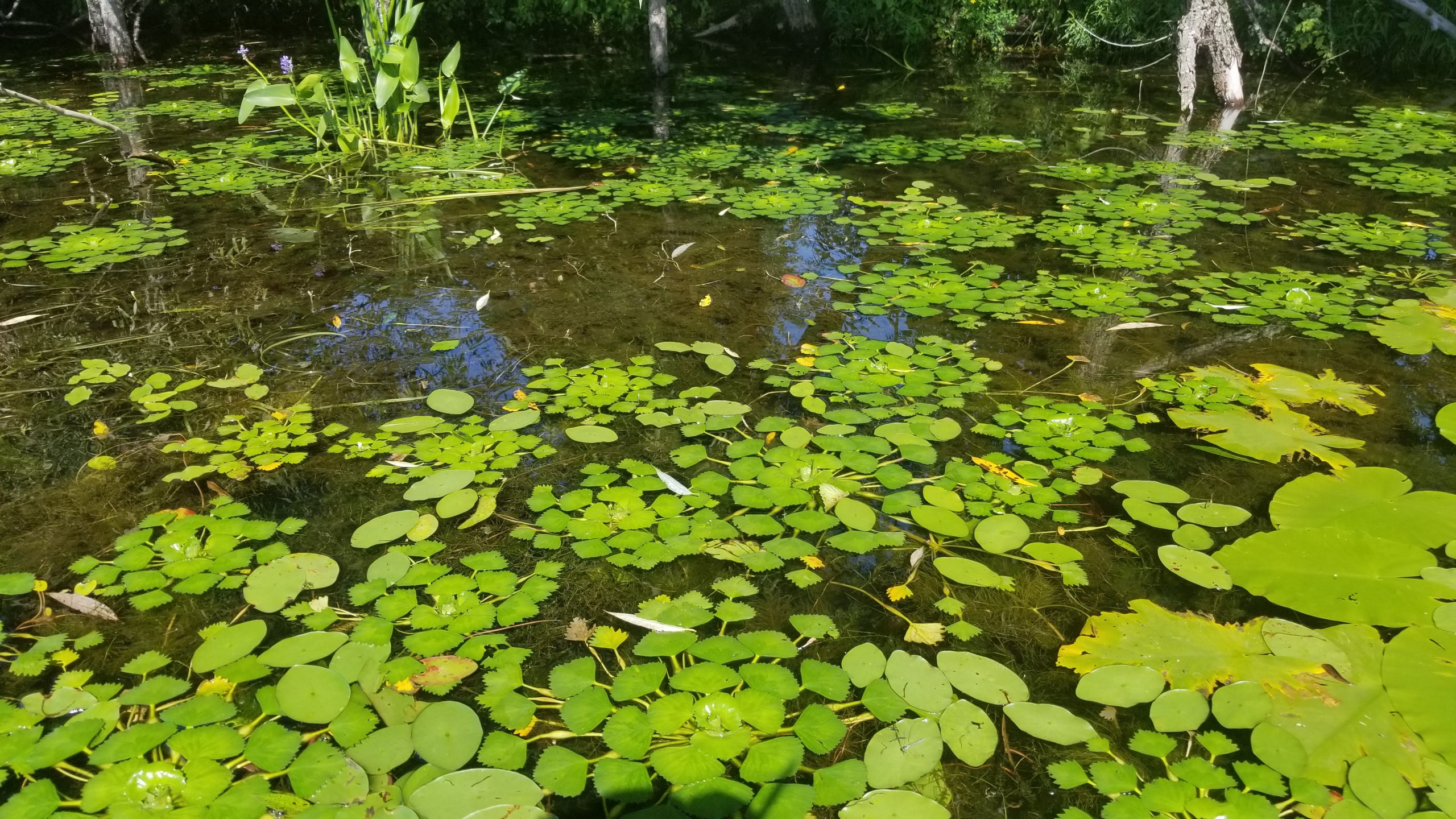 Détection de la châtaigne d’eau – rivière Blanche