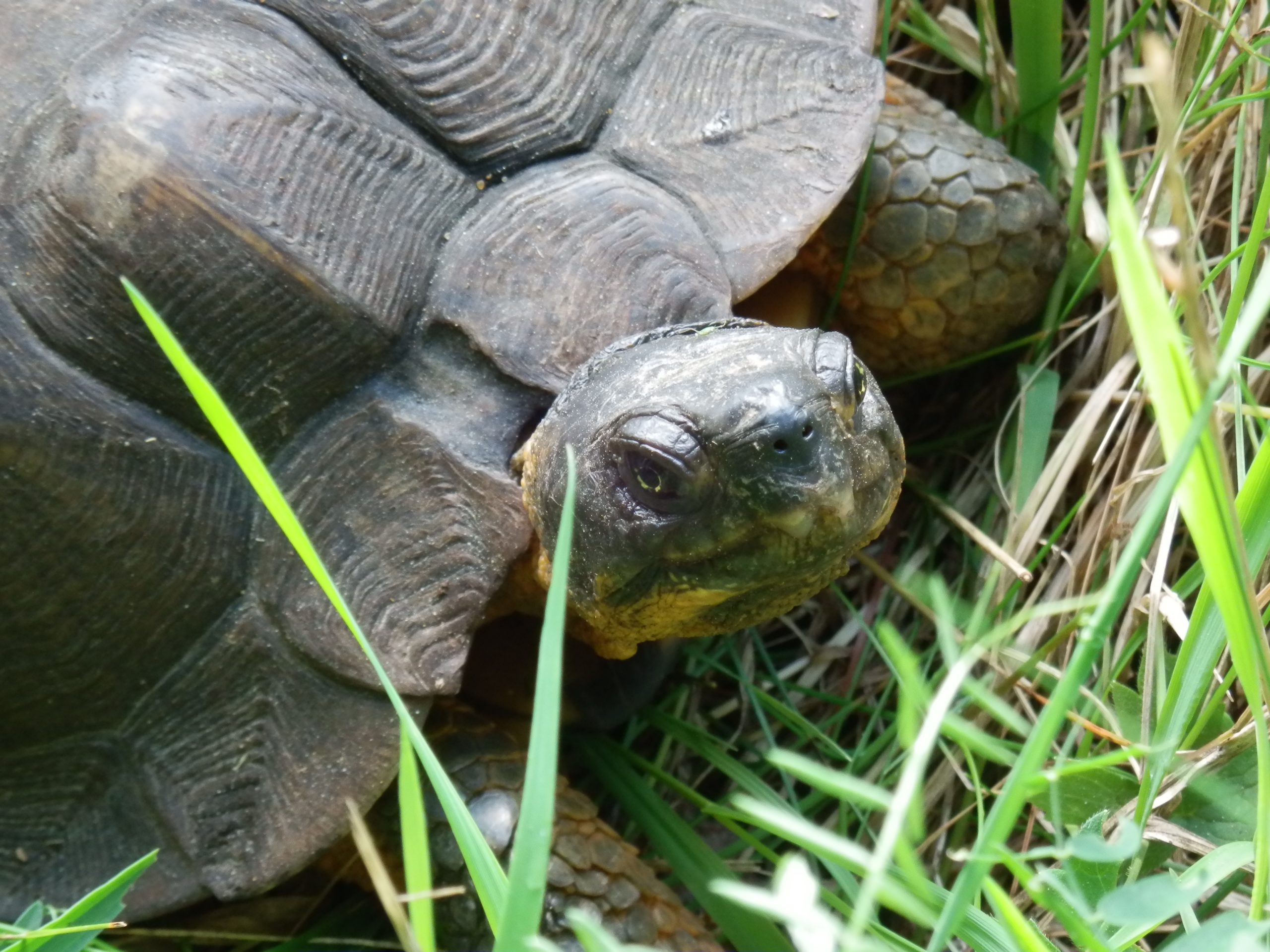 Inventaire de la tortue des bois