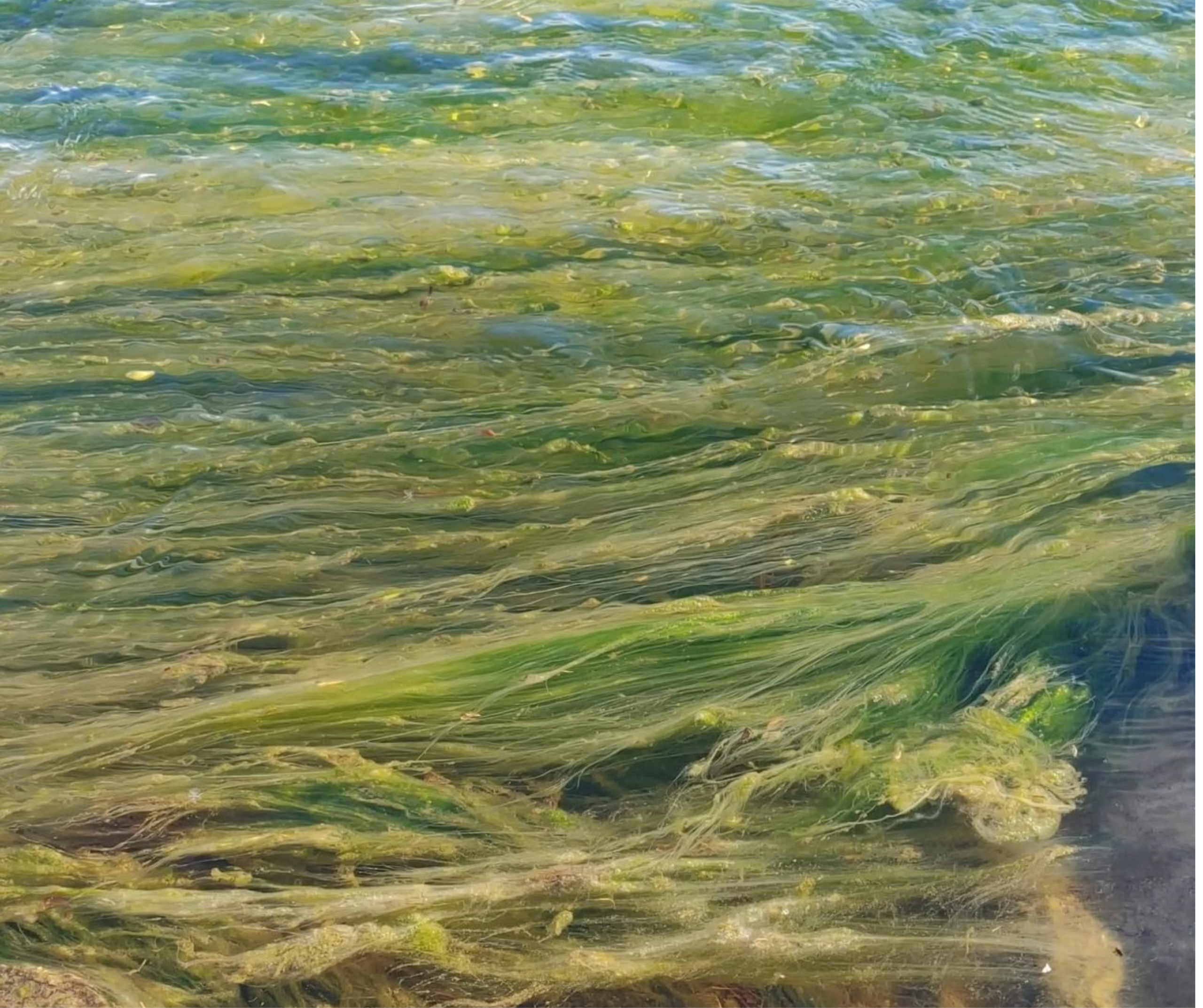 Algues filamenteuses