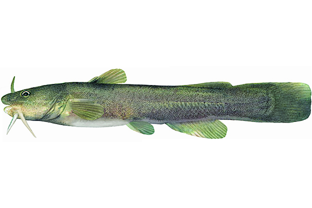 Chat-fou des rapides