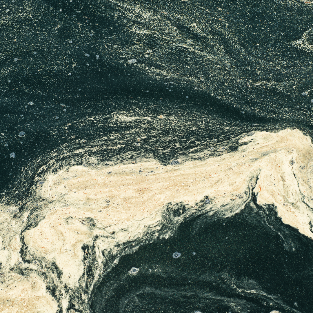 Pollen à la surface de l’eau