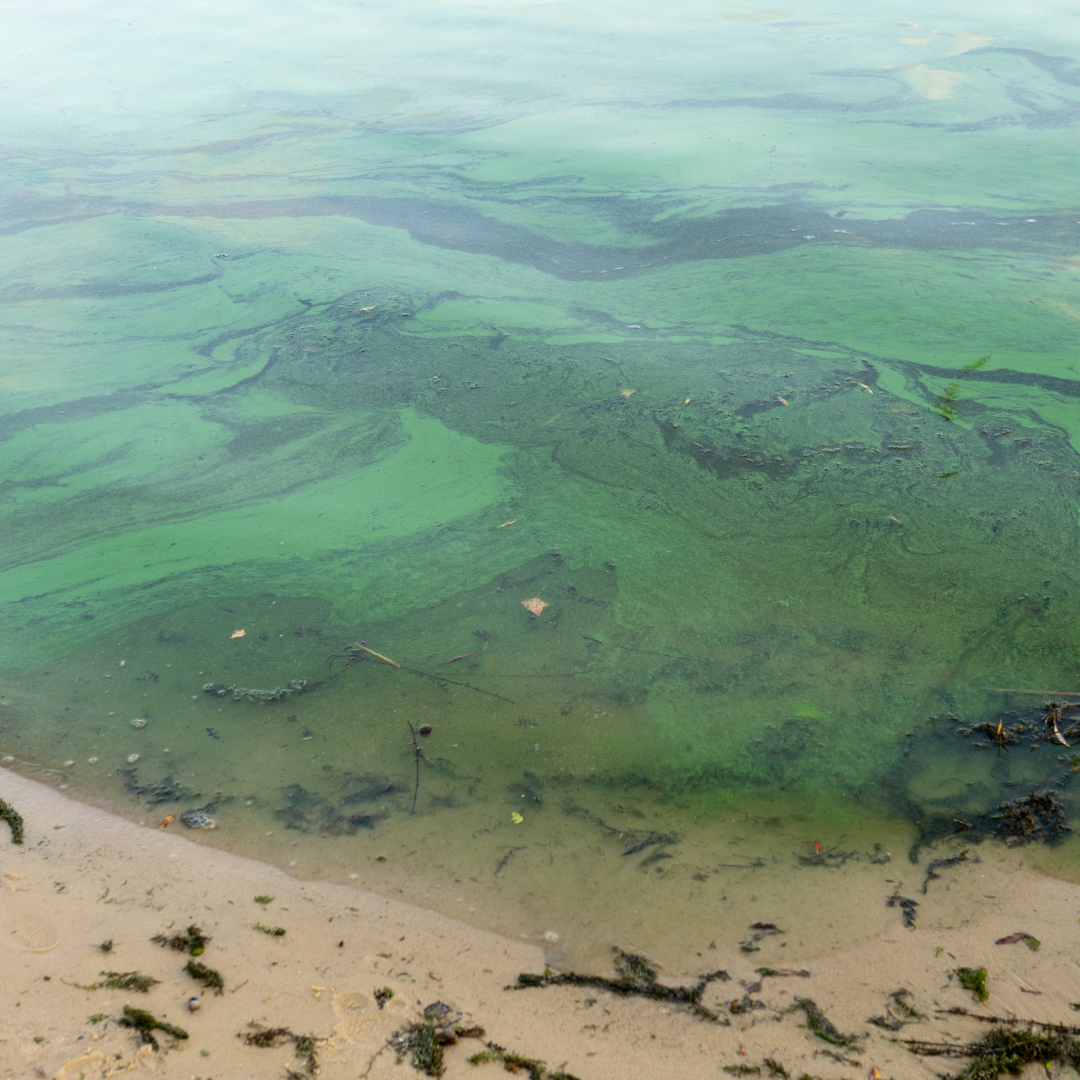 Cyanobactéries (algue bleu-verte)