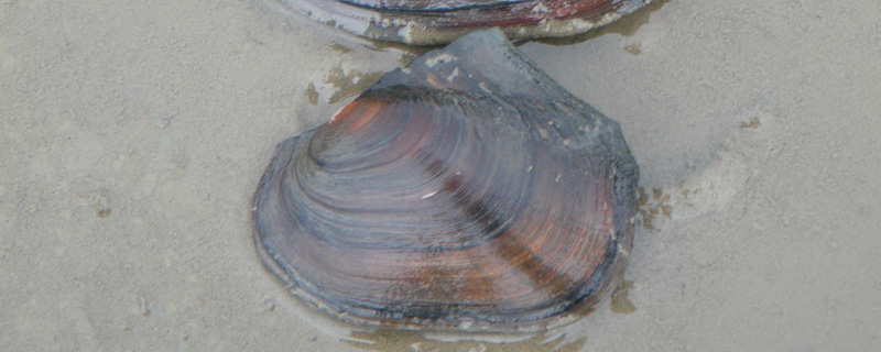 Potamile ailée