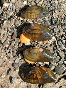 Alasmidonte rugueuse