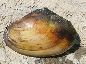 Leptodée fragile