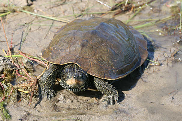 Tortue géographique